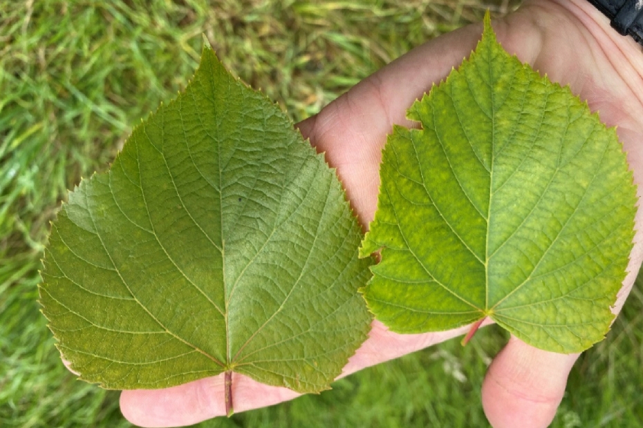 Verschil in bladgrootte, bladkleur en aantal bladnerven Verschil in bladgrootte, bladkleur en aantal bladnerven