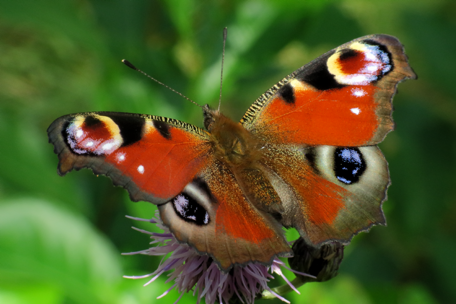 <i>Aglais io</i>, dagpauwoog (foto Peter Bulsing) <i>Aglais io</i>, dagpauwoog (foto Peter Bulsing)