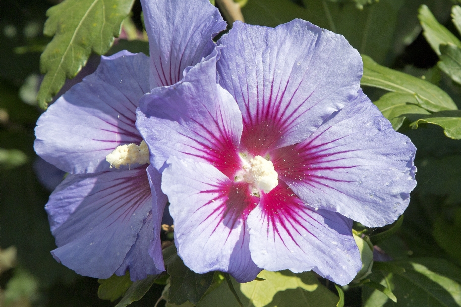 <i>Hibiscus syriacus</i> 'Oiseau Bleu'