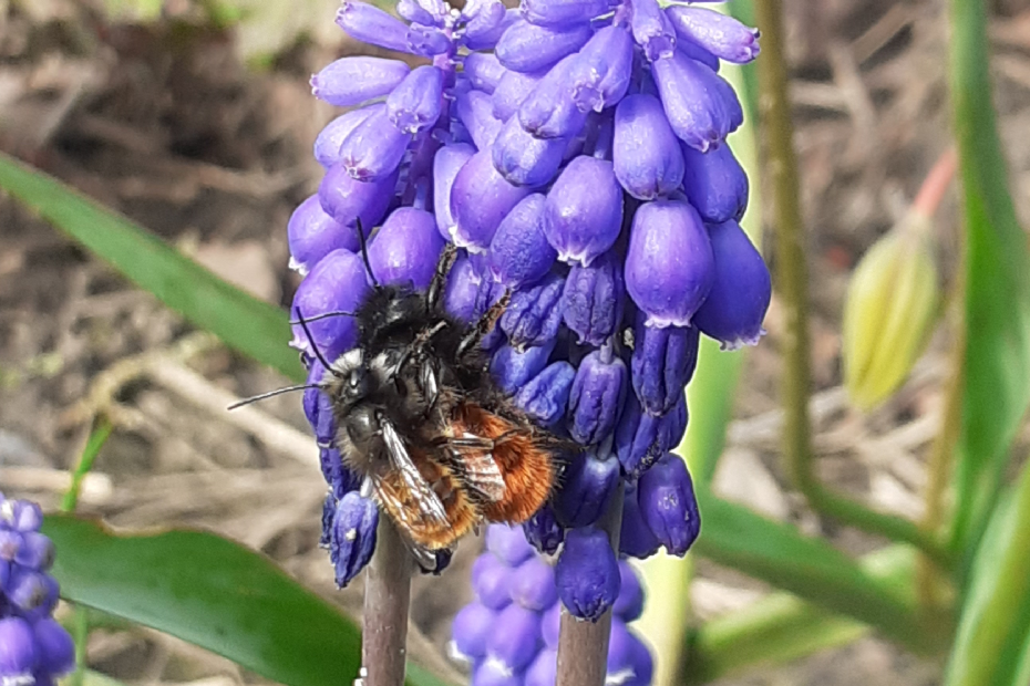 Wilde bijen op een blauw druifje