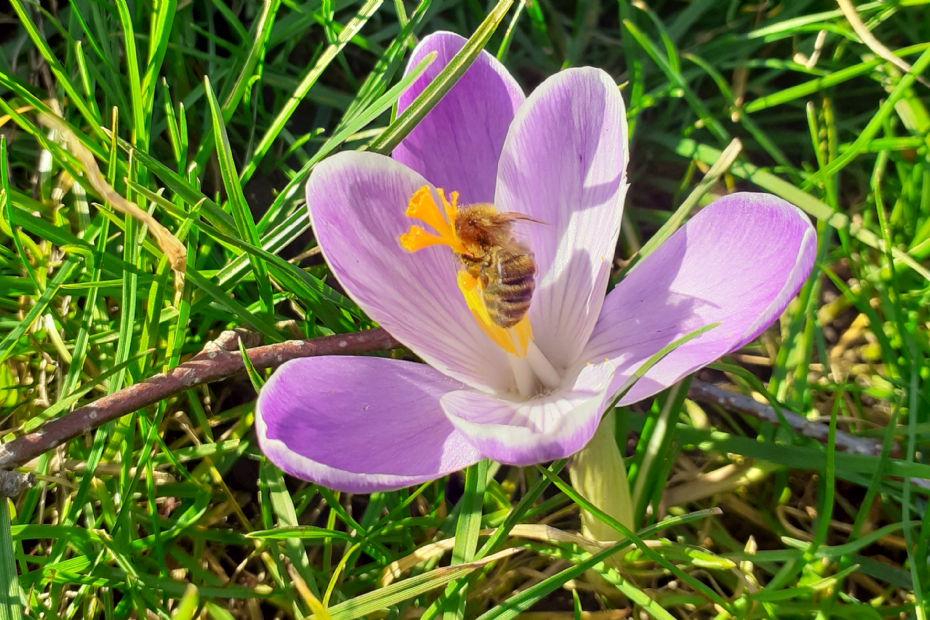 Een honingbij op een krokus