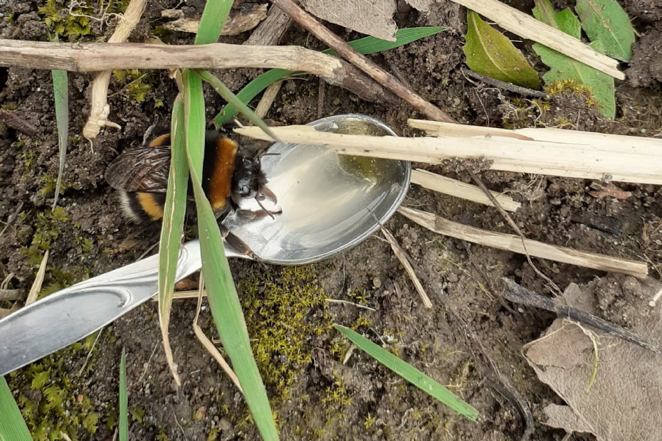 Reanimatie van een uitgeputte hommelkoningin met een lepeltje suikerwater in een koud voorjaar Reanimatie van een uitgeputte hommelkoningin met een lepeltje suikerwater in een koud voorjaar
