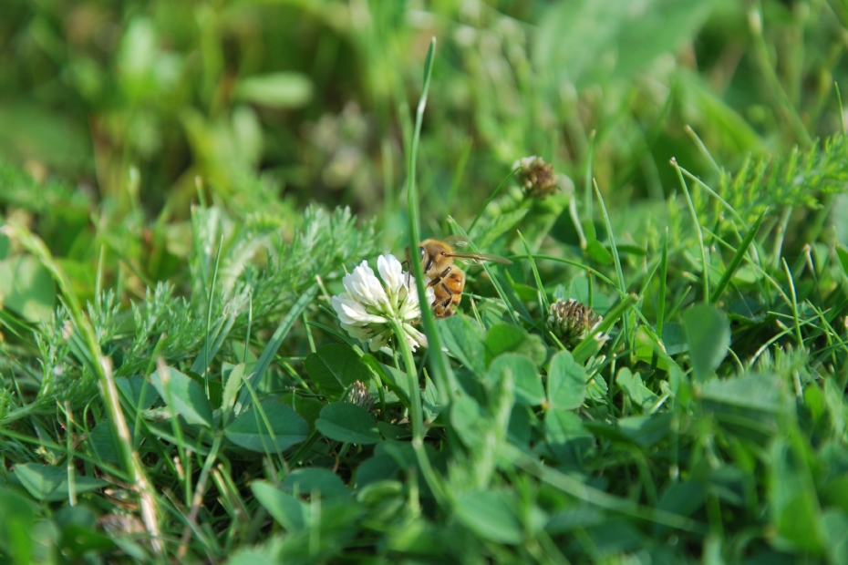 De klavers trekken veel nuttige insecten en bestuivers aan De klavers trekken veel nuttige insecten en bestuivers aan
