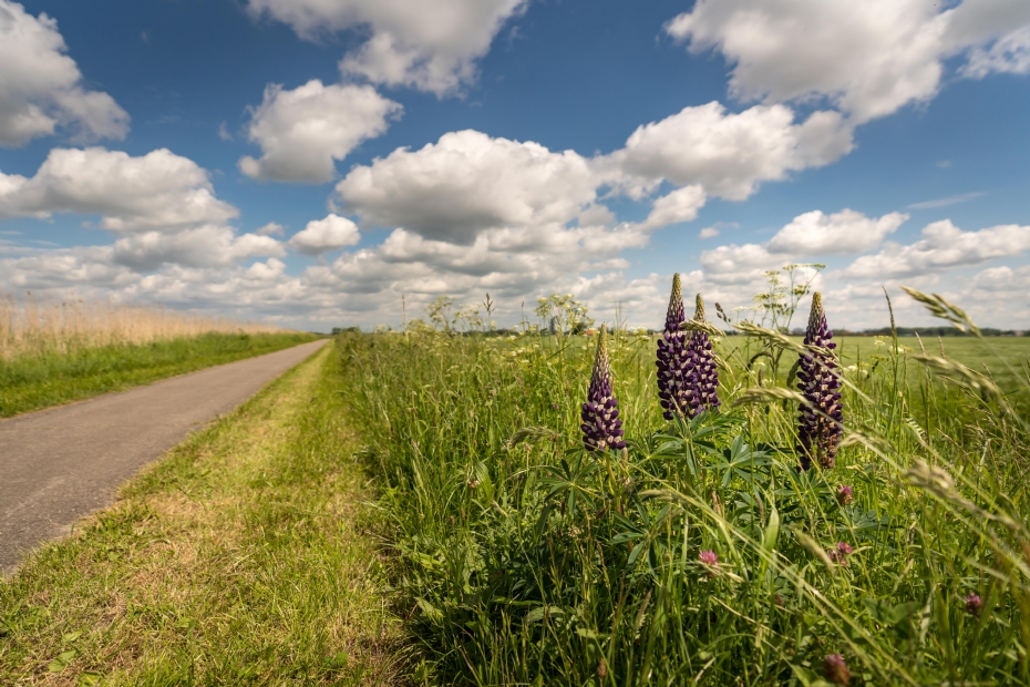 De gemeente Leeuwarden hanteert altijd een gefaseerd maaibeleid. 'Zo blijft er steeds iets achter aan voedsel en schuilplaatsen voor dieren' De gemeente Leeuwarden hanteert altijd een gefaseerd maaibeleid. 'Zo blijft er steeds iets achter aan voedsel en schuilplaatsen voor dieren'