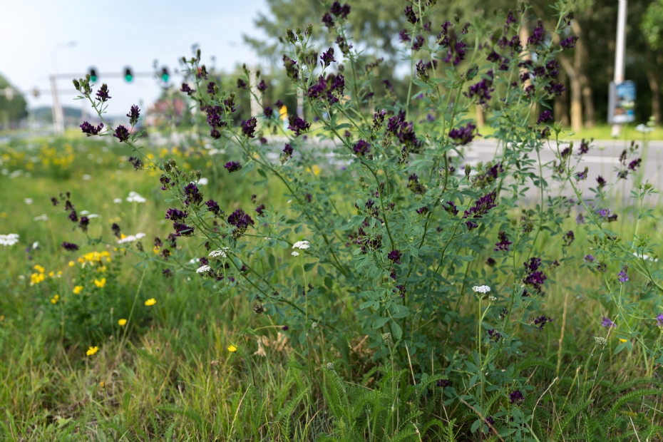 Uiteindelijk bepaalt de manier van maaien in grote mate wat er in de berm komt te staan Uiteindelijk bepaalt de manier van maaien in grote mate wat er in de berm komt te staan