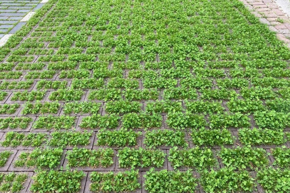 Nijkerk, VanderSanden: gras en klaver Nijkerk, VanderSanden: gras en klaver