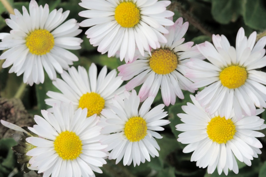 Madeliefjes Madeliefjes