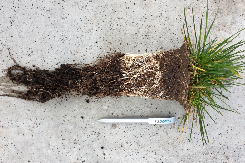 Beworteling in diverse substraatlagen (Beeld via: DSV zaden) Beworteling in diverse substraatlagen (Beeld via: DSV zaden)