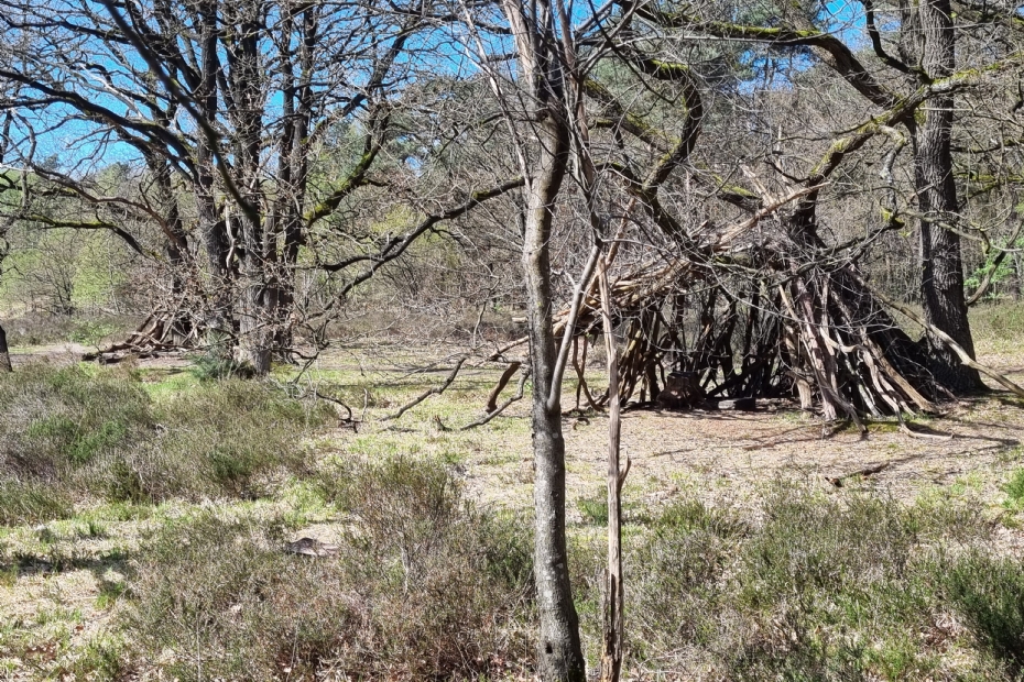Hutten bouwen in het bos Heumensoord, gelegen tussen Nijmegen en Malden Hutten bouwen in het bos Heumensoord, gelegen tussen Nijmegen en Malden