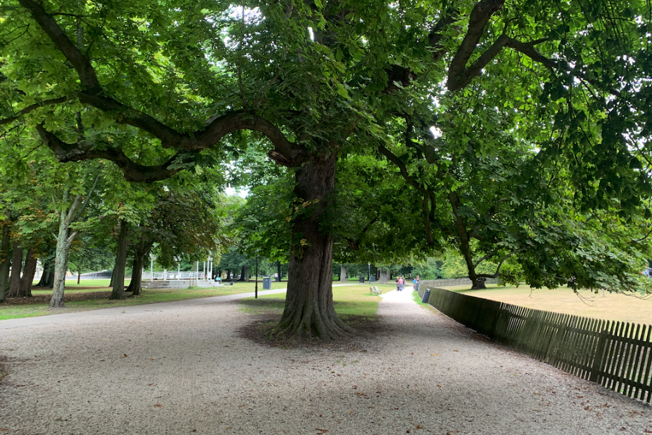 Deze kastanje in de Haarlemmerhout is uitgegroeid tot een beeldbepalende boom