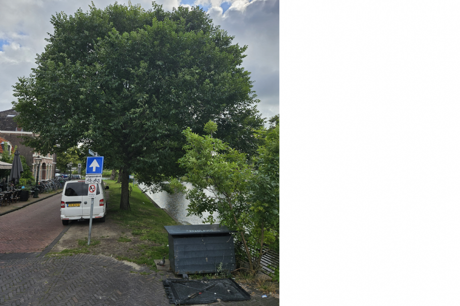 Schaduw is een belangrijke functie van deze iep langs een kade in Leiden. De kadebomen werpen schaduw op de huizen en zorgen voor verkoeling op straat