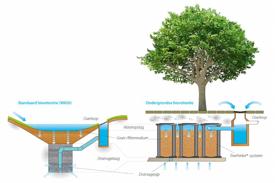 Ondergrondse bioretentie: onderin de boombunker kan dit extra regenwater worden opgeslagen dankzij een speciaal krattensysteem