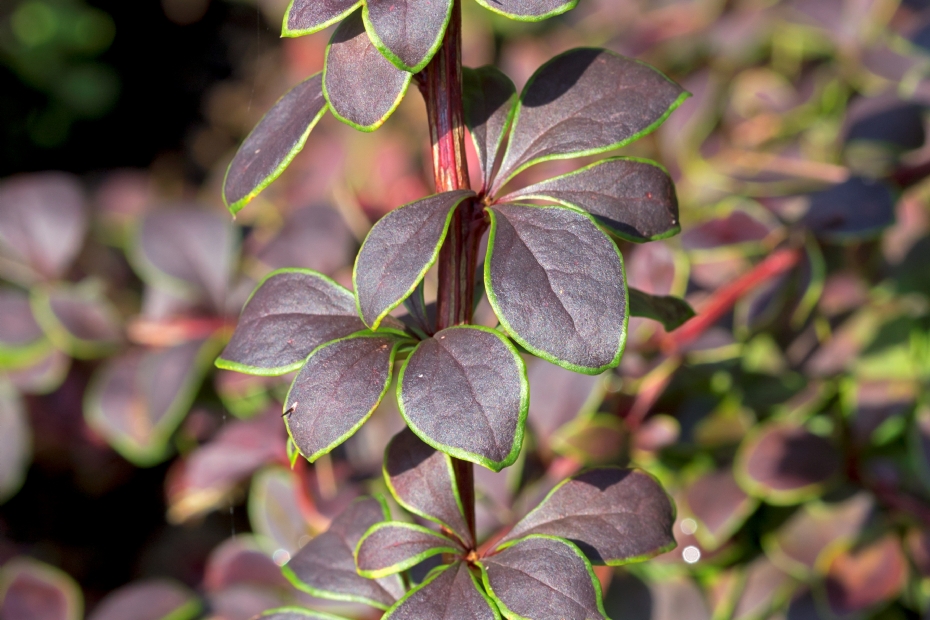 Berberis thunbergii 'Coronita'