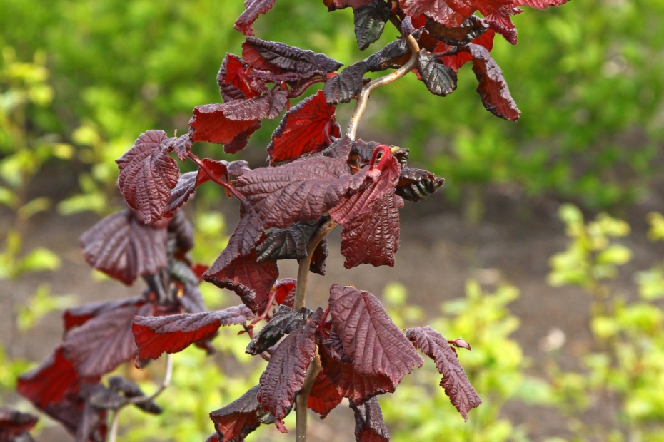 Corylus avellana 'Red Majestic'