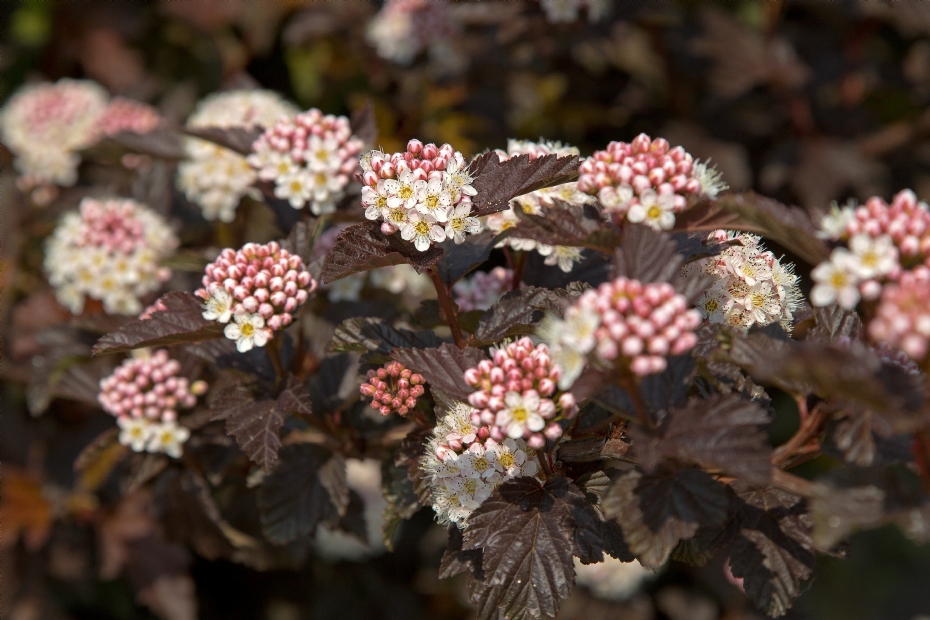 Physocarpus opulifolius 'Hoogi016' (LITTLE ANGEL)