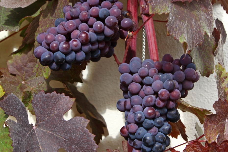 Vitis vinifera 'Purpurea'