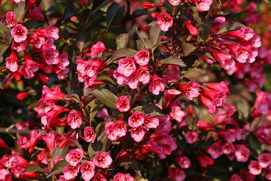 Weigela florida 'Alexandra' (WINE & ROSES)