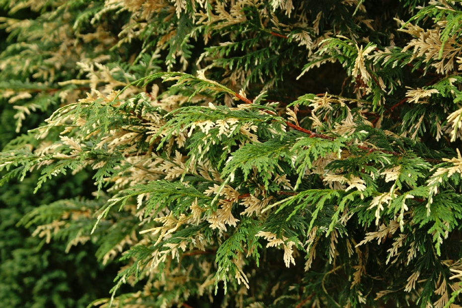 <i>Chamaecyparis nootkatensis</i> 'Variegata'