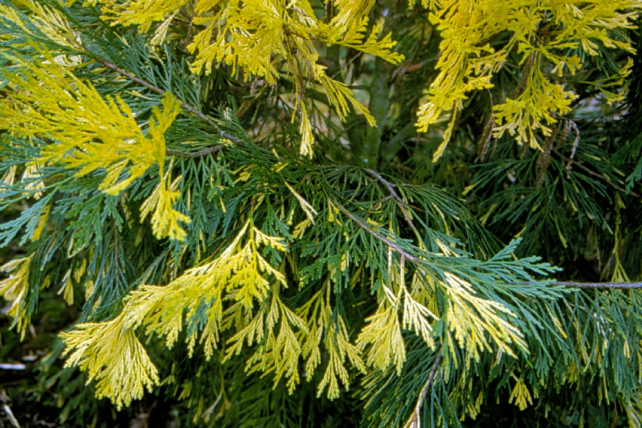 <i>Calocedrus decurrens</i> 'Aureovariegata'