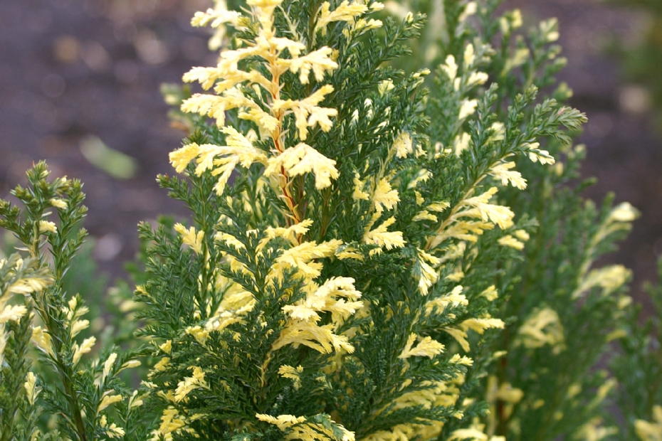 <i>Chamaecyparis lawsoniana</i> 'Ellwood's Splashed'