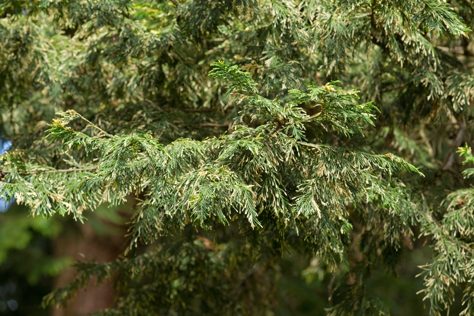 <i>Cupressocyparis leylandii</i> 'Silver Dust'