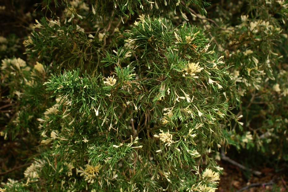 <i>Juniperus chinensis</i> 'Japonica Variegata' <i>Juniperus chinensis</i> 'Japonica Variegata'