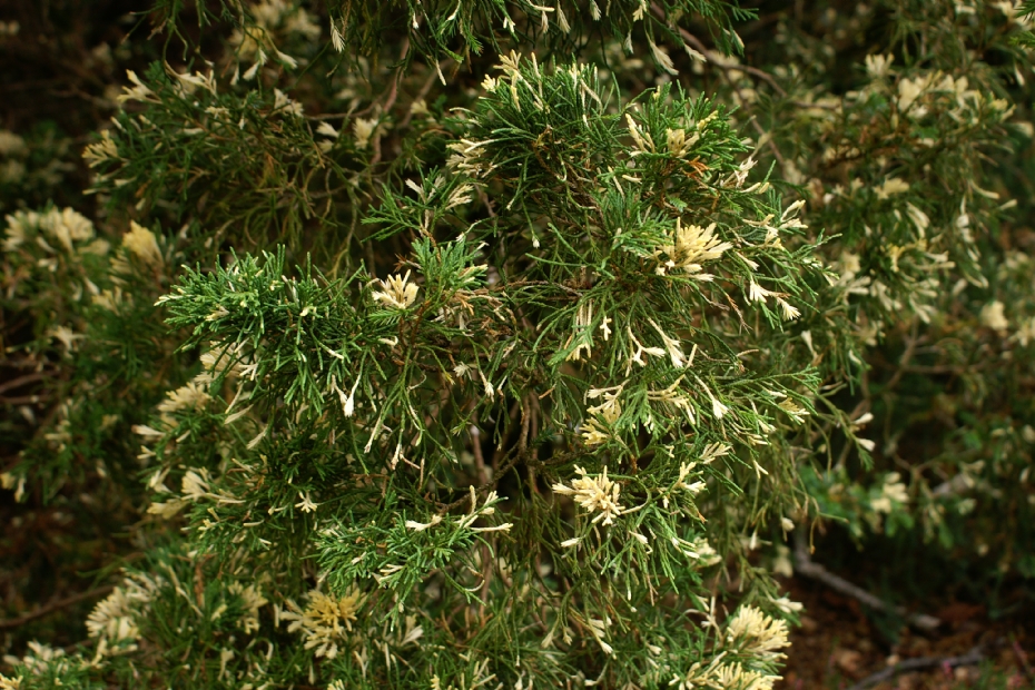 <i>Juniperus chinensis</i> 'Japonica Variegata'