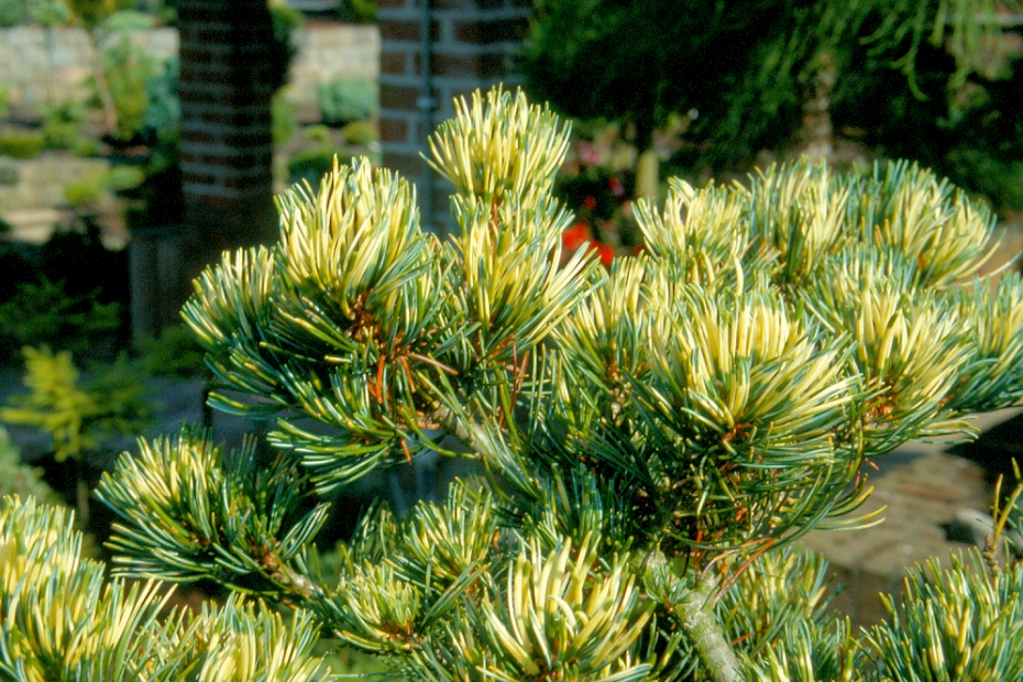 <i>Pinus parviflora</i> 'Fukai'