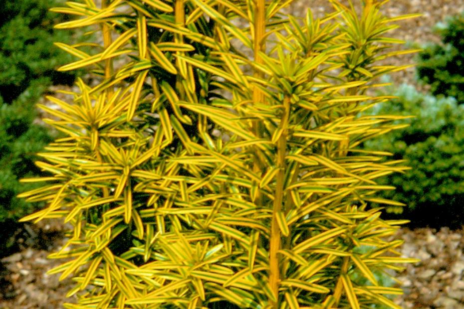 <i>Taxus baccata</i> 'Krzysztof' <i>Taxus baccata</i> 'Krzysztof'