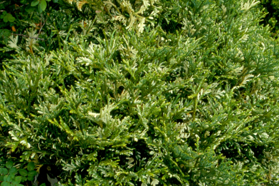 <i>Thujopsis dolabrata</i> 'Variegata' <i>Thujopsis dolabrata</i> 'Variegata'