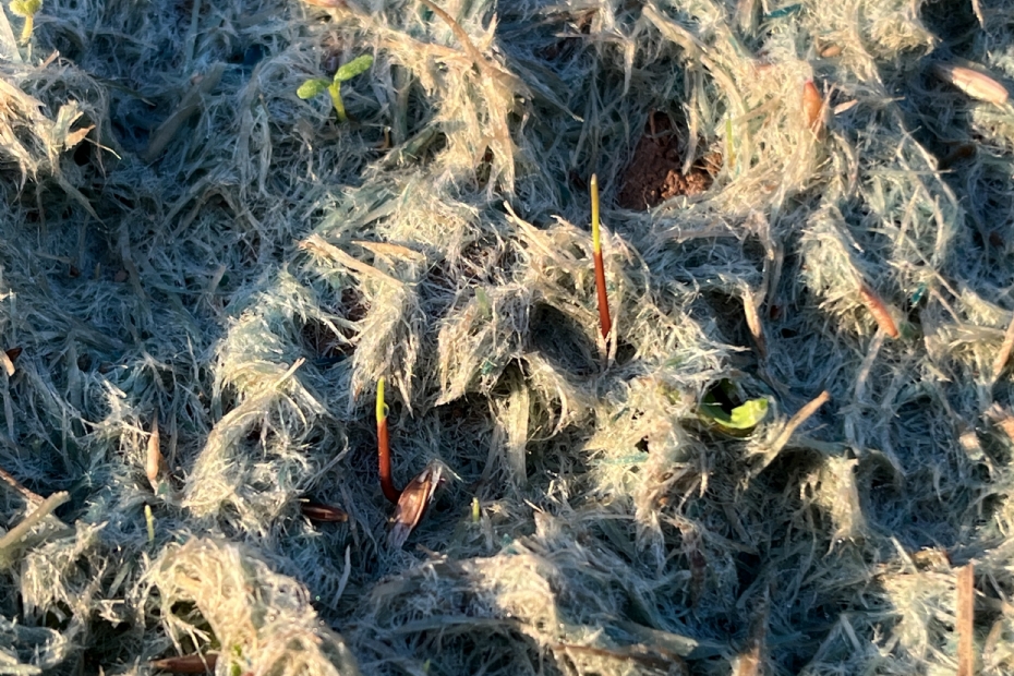 De kieming is ongeveer tien dagen na het opspuiten, begin oktober, dus in een periode met dalende temperaturen