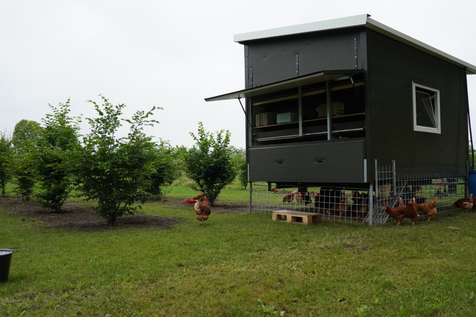 De boomkwekerij doet een pilot om te zien of kippen kunnen helpen bij het bestrijden van onkruid. De boomkwekerij doet een pilot om te zien of kippen kunnen helpen bij het bestrijden van onkruid.