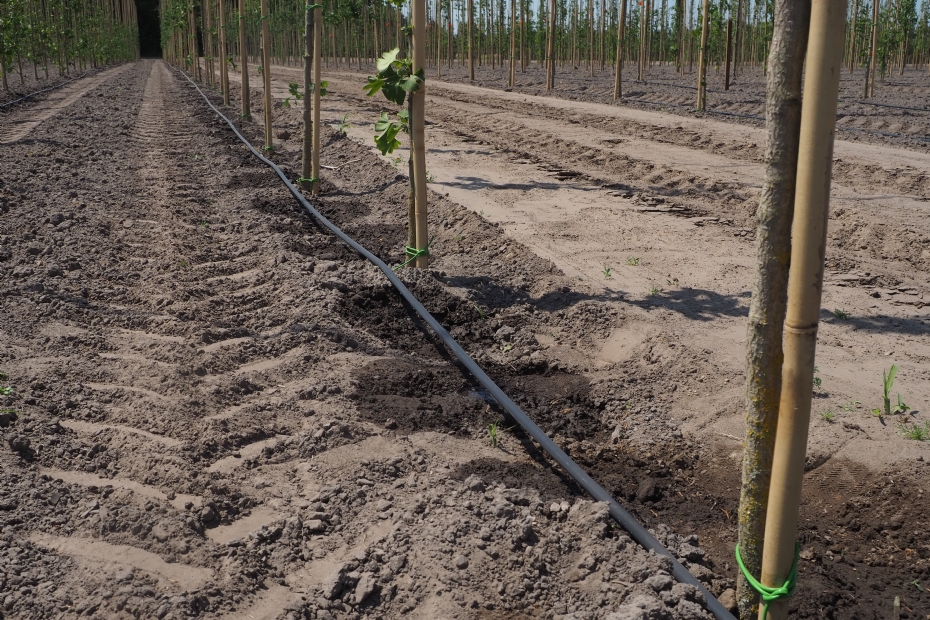 Druppelsysteem op de boomkwekerij