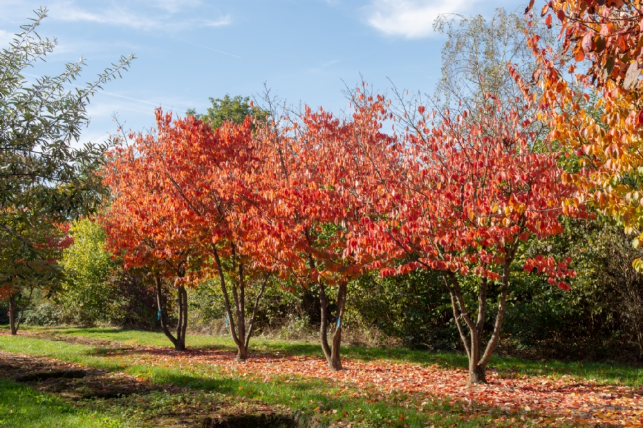 Prunus sargentii 'Charles Sargent'