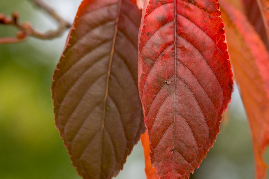 Detail oranjerode herfstblad