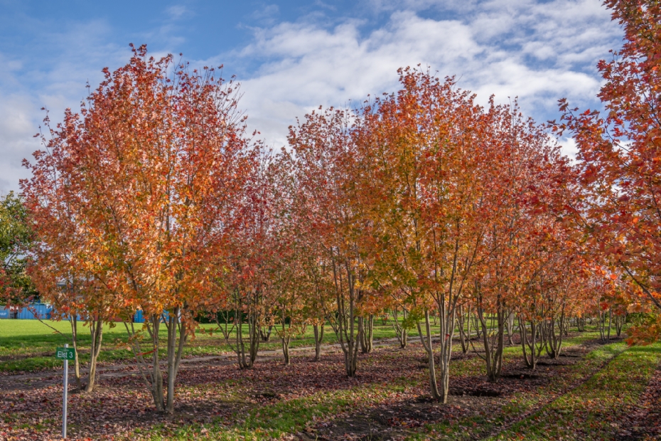 <i>Acer × freemanii</i> 'Autumn Blaze'