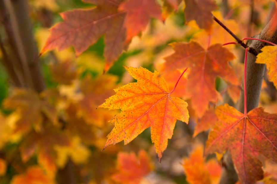 Detail herfstblad: heldere oranjerode herfstkleuren