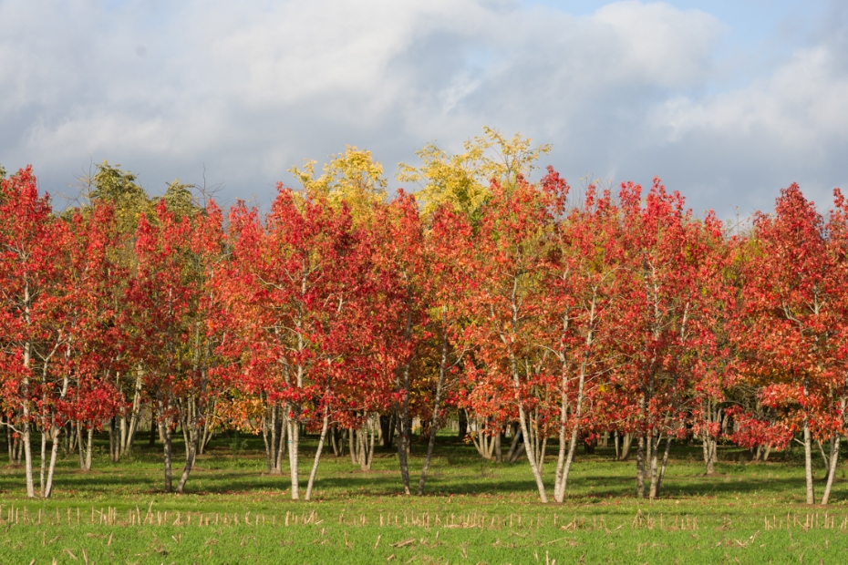 <i>Liquidambar styraciflua</i> 'Worplesdon'