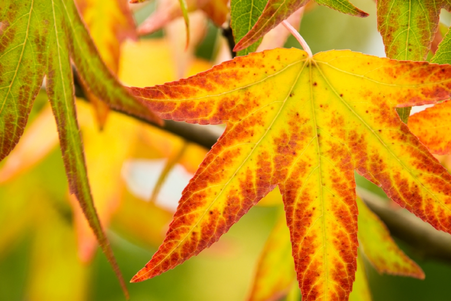 Detail herfstblad: prachtige herfstkleuren van de bladeren, variërend van geel tot oranje en diep roodviolet