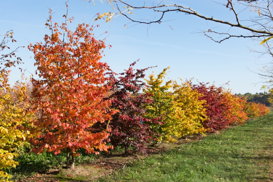 <i>Parrotia persica</i>