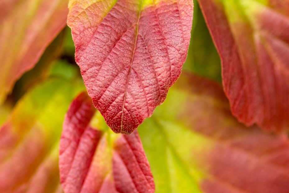 Detail: in de herfst verkleurt zijn blad prachtig naar geel, oranje en roodviolet