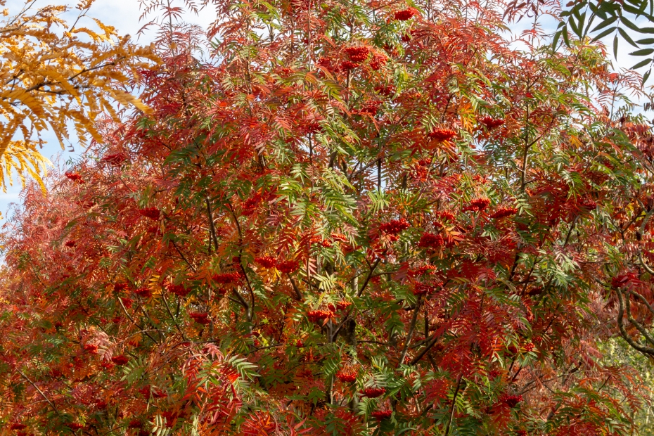 <i>Sorbus Dodong</i>