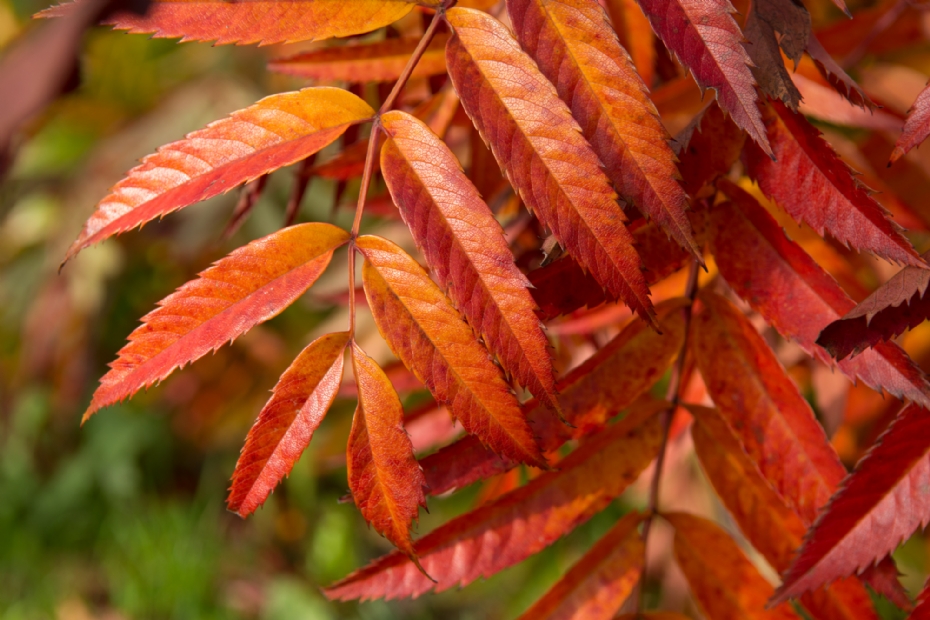 Herfstblad: schitterend rood