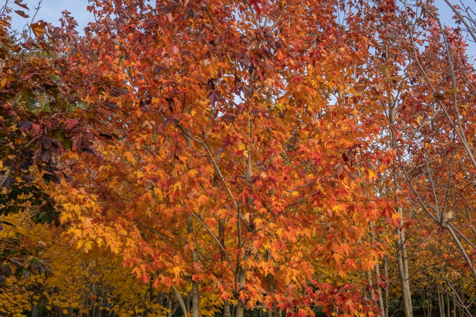 <i>Acer rubrum</i> 'Scanlon'