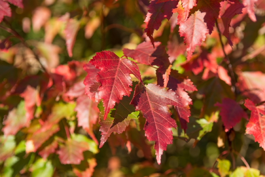 Detail: oranjerode en violetrode herfstbladeren die contrasteren met de grijze bast