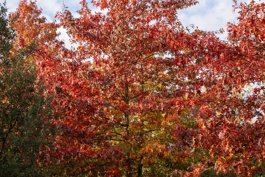 <i>Quercus palustris</i>