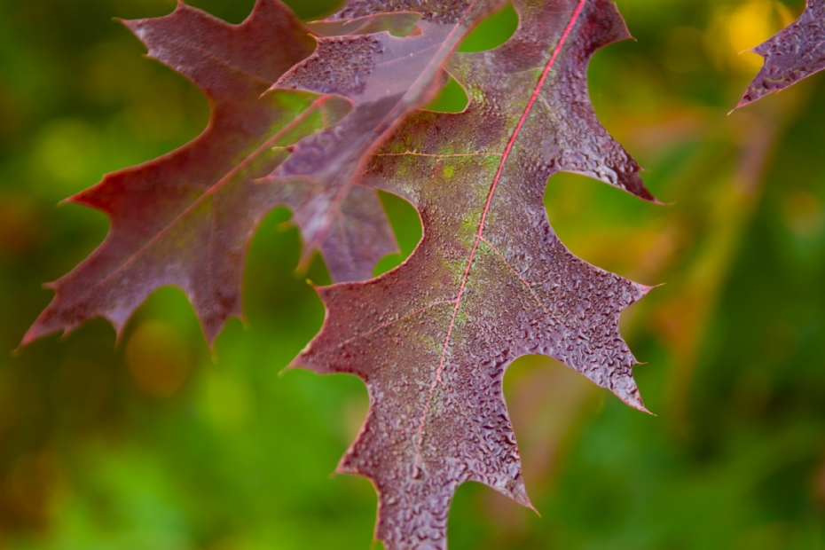 Detail: oranjerode en violetroodgekleurde herfstbladeren