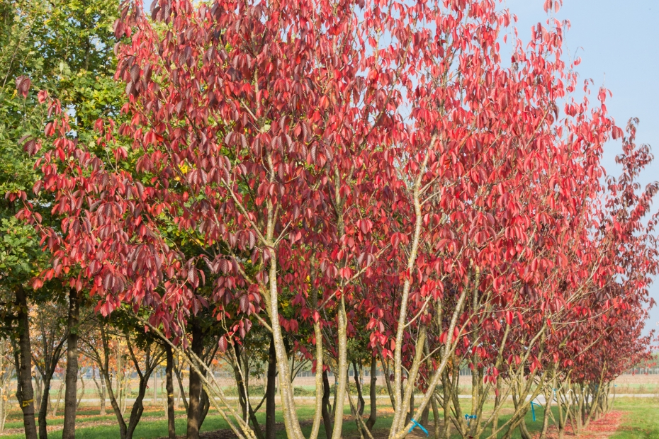 <i>Prunus Serrulata</i> 'Royal Burgundy' <i>Prunus Serrulata</i> 'Royal Burgundy'
