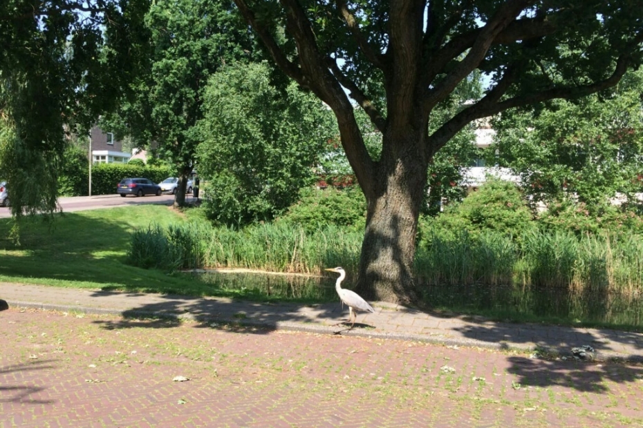 Een reiger in de stad