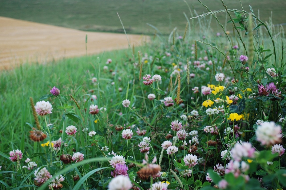Een akker, grasland en een biodiverse berm Een akker, grasland en een biodiverse berm